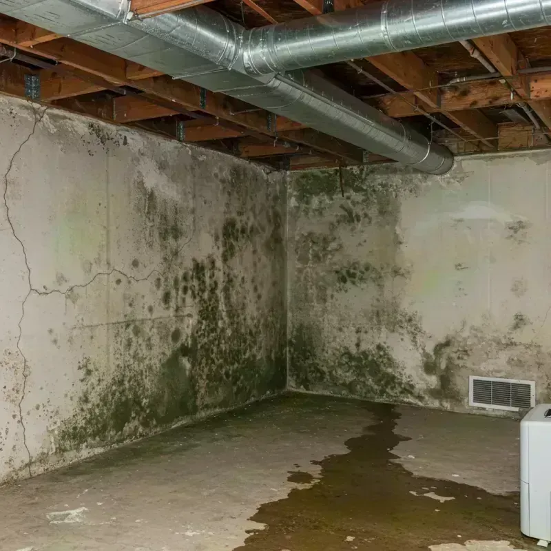 Professional Mold Removal in Perry County, PA